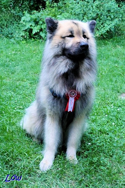 15.6.2019 - Dwix bei der EUROPEAN DOG SHOW in Wels - SG 1